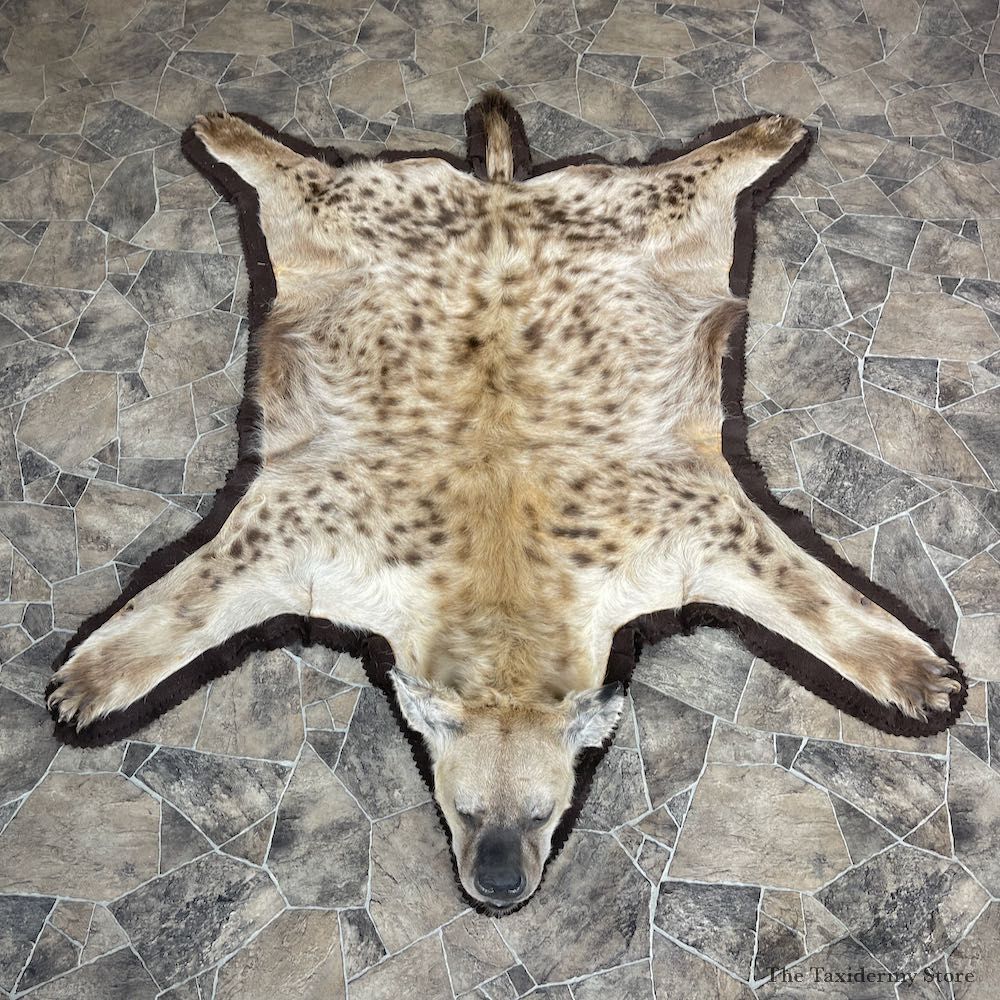Spotted African Hyena Full-Size Taxidermy Rug #25270 For Sale @ The Taxidermy Store