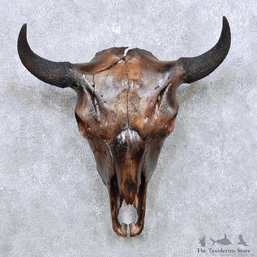 American Buffalo Bison Skull For Sale #14053 @ The Taxidermy Store