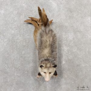 Wall Hanging Opossum Mount For Sale #19075 @ The Taxidermy Store