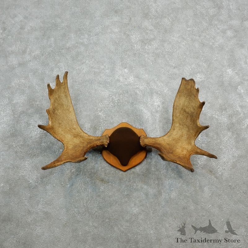 Eastern Canada Mouse Antler Plaque For Sale #18089 @ The Taxidermy Store