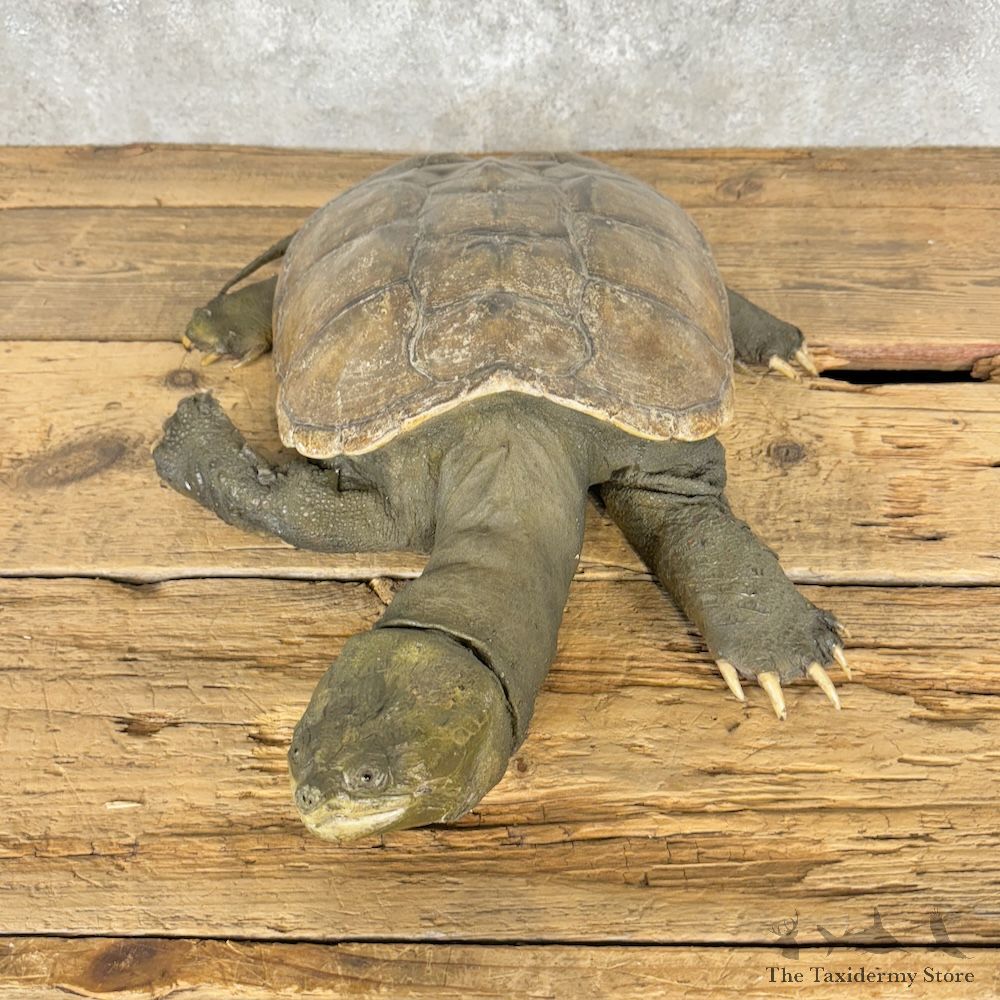 Common Snapping Turtle Mount For Sale #29262 @ The Taxidermy Store