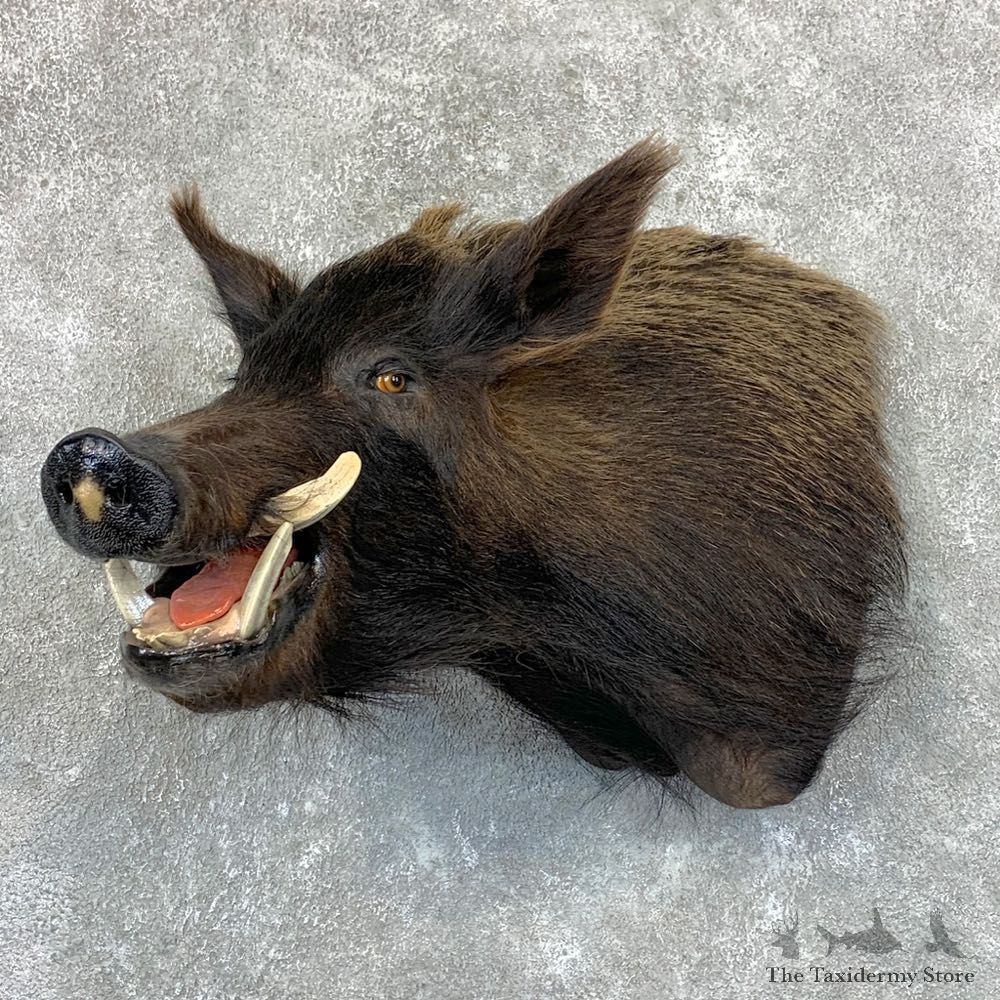 Wild Boar Shoulder Mount For Sale #22877 @ The Taxidermy Store