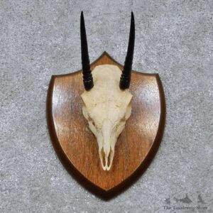 Oribi Skull & Antler European Mount For Sale #14517 @ The Taxidermy Store