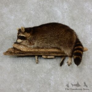 Wall-Hanging Raccoon Mount For Sale #17968 @ The Taxidermy Store