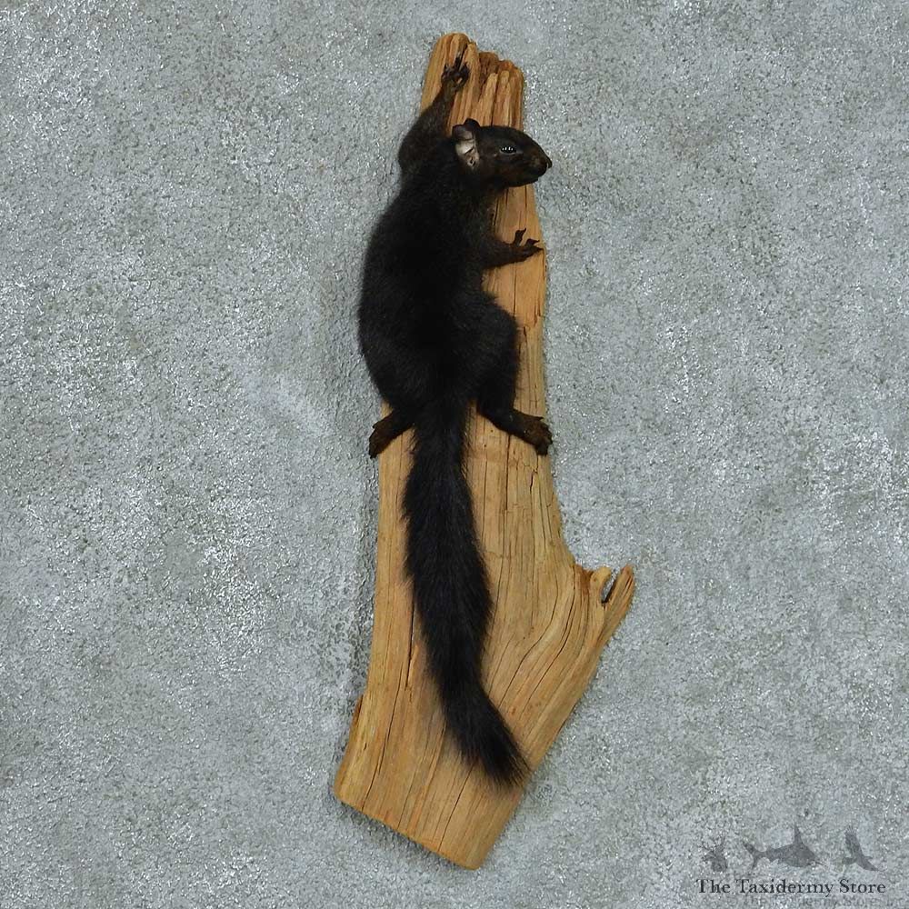 Climbing Black Squirrel Life Size Mount #13428 For Sale @ The Taxidermy Store