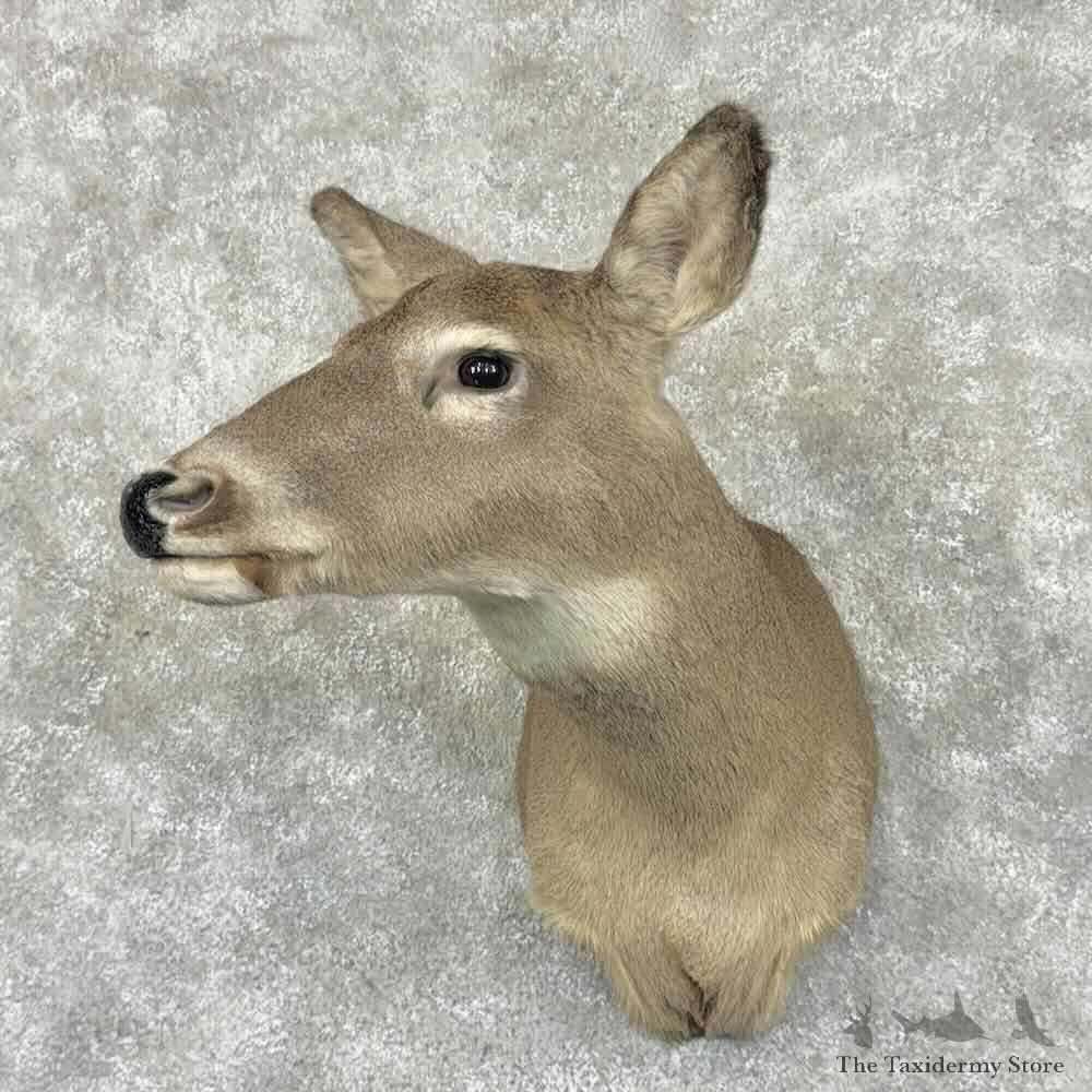 Whitetail Deer Doe Shoulder Mount For Sale #31009 @ The Taxidermy Store