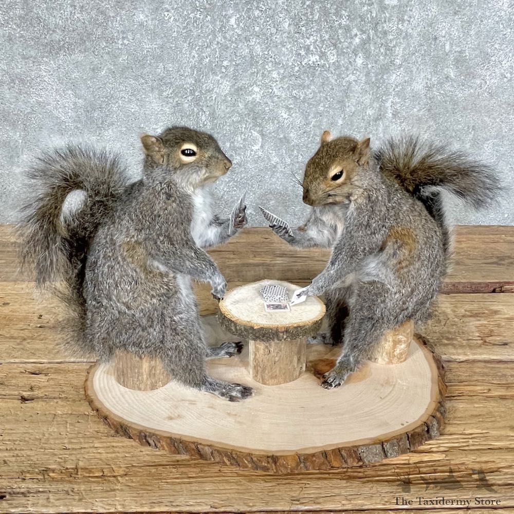 Poker Squirrel Taxidermy Set #25227 For Sale @ The Taxidermy Store