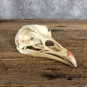 Turkey Bird Skull For Sale #19903 @ The Taxidermy Store