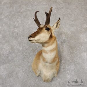 Pronghorn Antelope Shoulder Mount For Sale #18867 @ The Taxidermy-Store