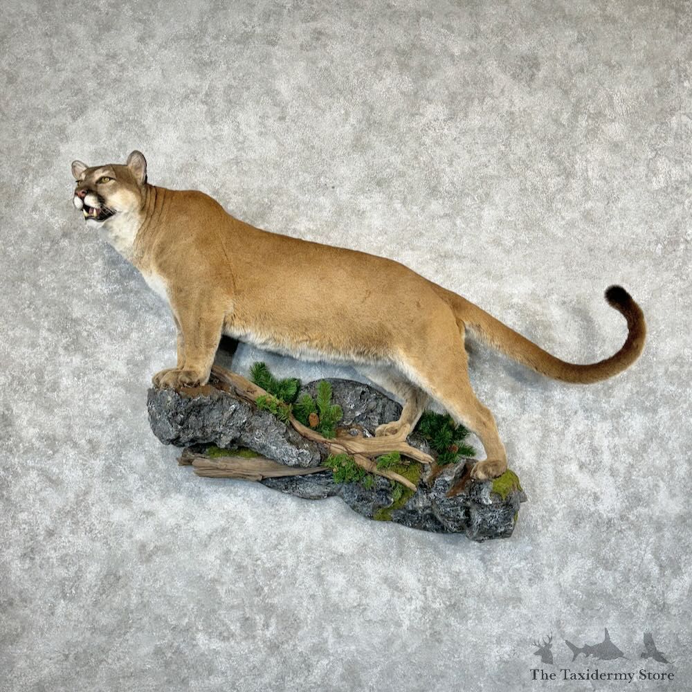 Mountain Lion Life-Size Mount For Sale #29188 @ The Taxidermy Store