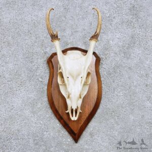 Reeves Muntjac Skull Horn European Mount For Sale #14450 @ The Taxidermy Store
