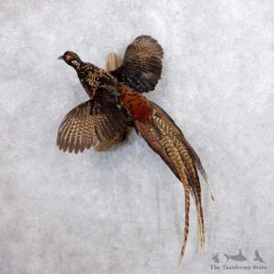Hybrid Reeves Pheasant Bird Mount For Sale #18728 @ The Taxidermy Store