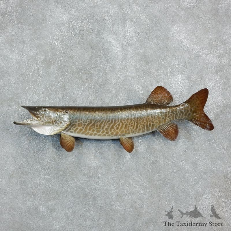 Musky Fish Taxidermy Mount For Sale #18239 - The Taxidermy Store