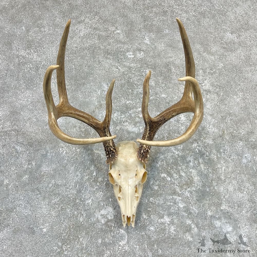 Whitetail Deer Skull European Mount For Sale #26987 @ The Taxidermy Store