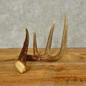 Whitetail Deer Antler Shed For Sale #16438 @ The Taxidermy Store