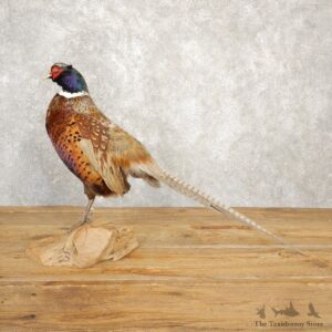 Hybrid Abyssinian Ringneck Pheasant Bird Mount For Sale #20626 @ The Taxidermy Store