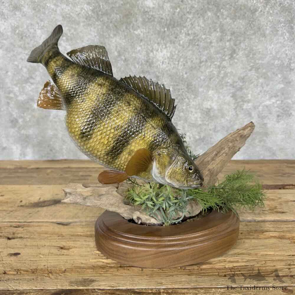 Yellow Perch Fish Mount For Sale #31833 @ The Taxidermy Store
