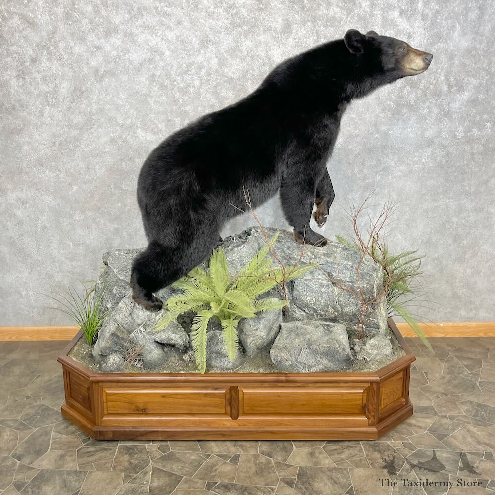 Black Bear Life-Size Mount For Sale #28373 @ The Taxidermy Store