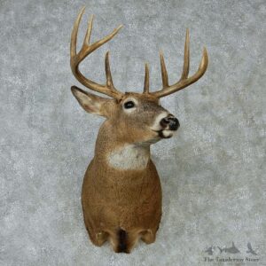 Whitetail Deer Taxidermy Shoulder Mount #13148 For Sale @ The Taxidermy Store
