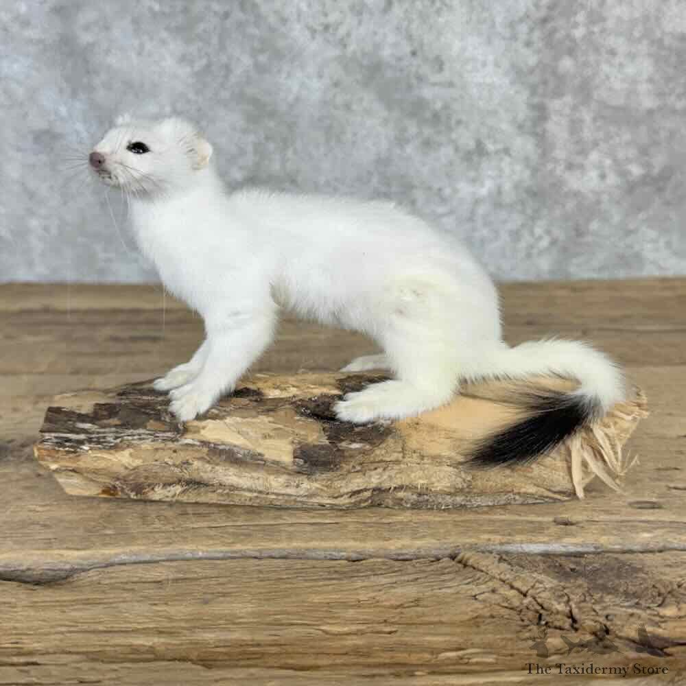 Ermine Life-Size Mount For Sale #32285 @ The Taxidermy Store