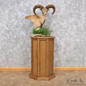 Mouflon Sheep Pedestal Mount #12324 For Sale @ The Taxidermy Store