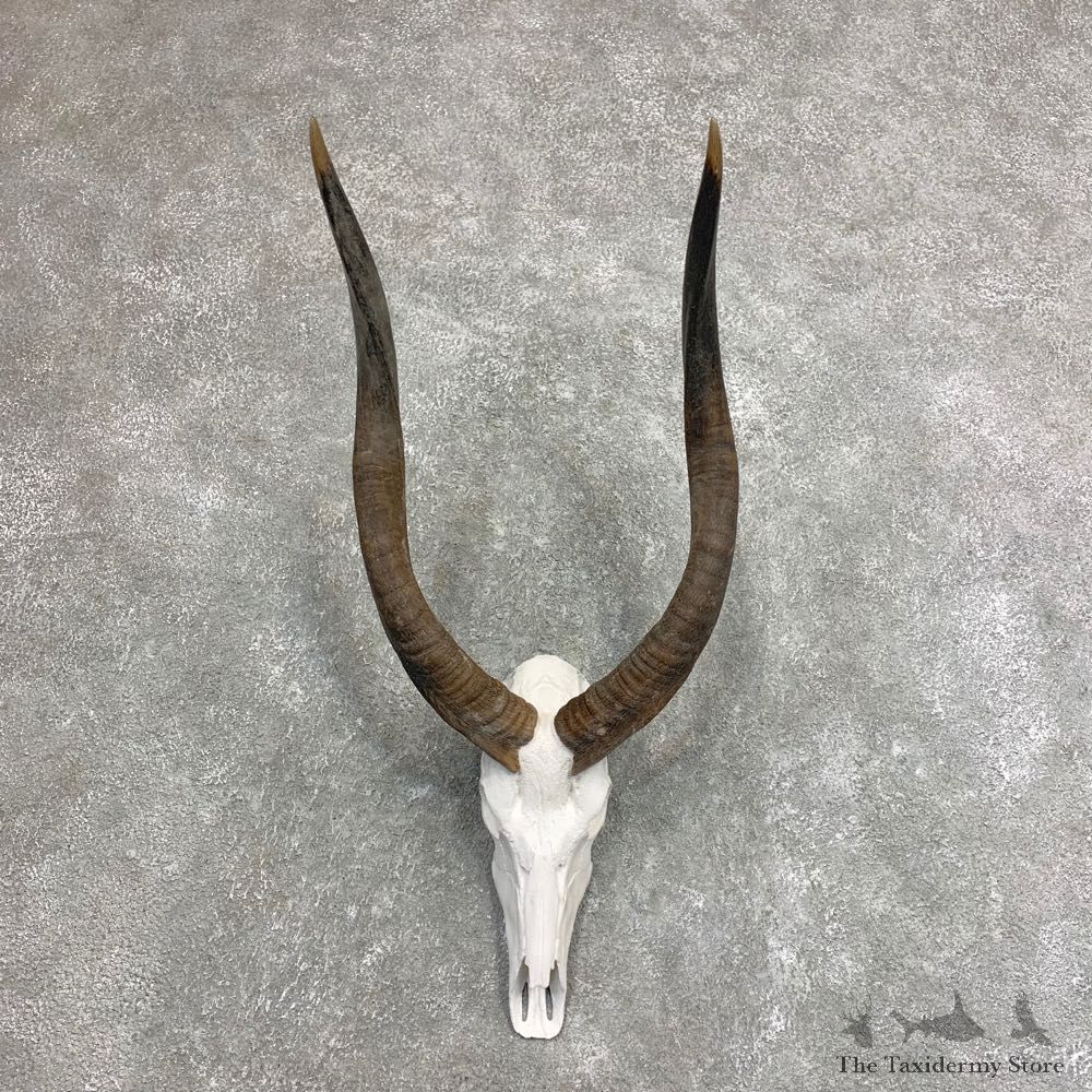 African Nyala Skull European Mount For Sale #21953 @ The Taxidermy Store