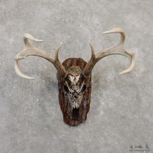 Whitetail Deer Skull European Mount For Sale #20023 @ The Taxidermy Store