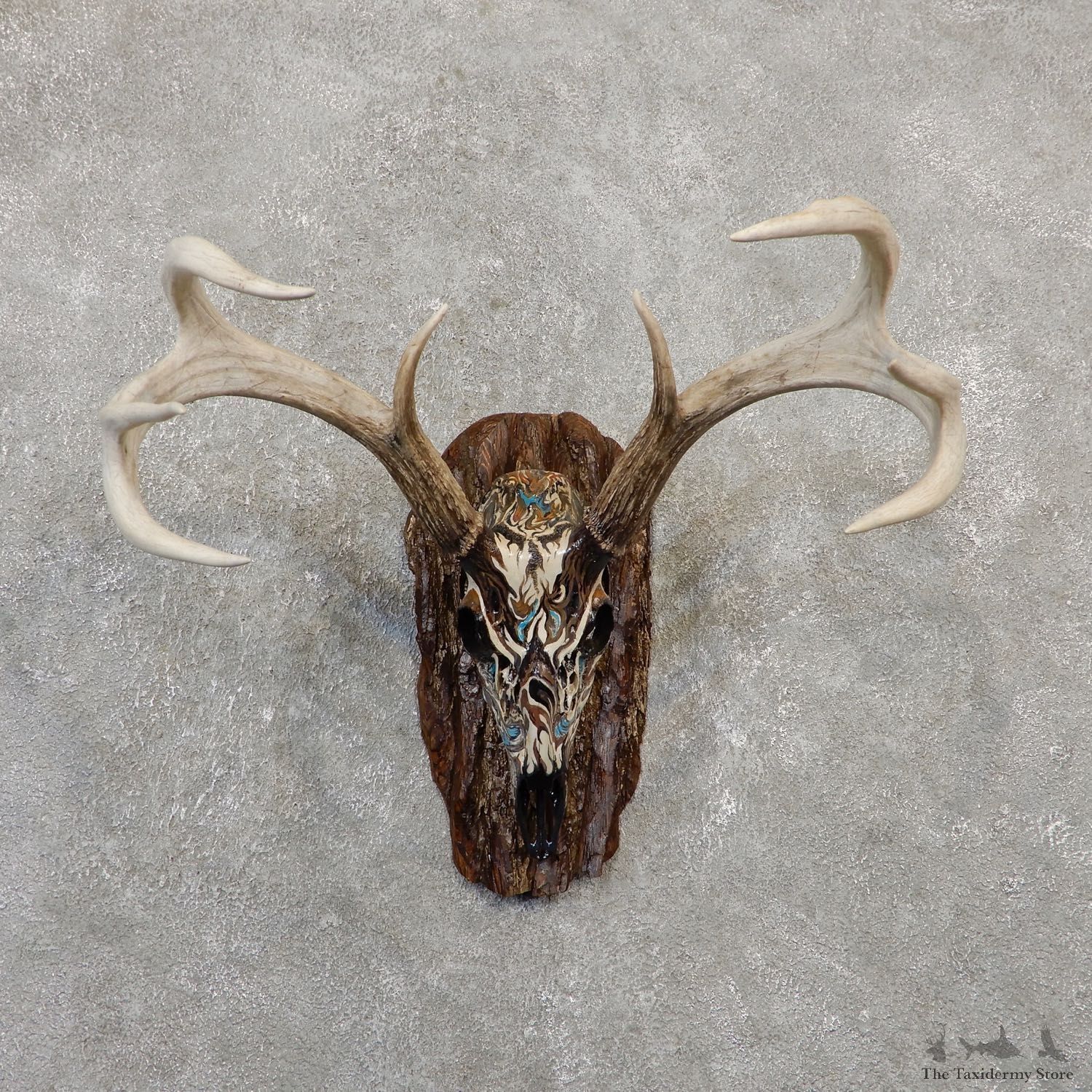 Whitetail Deer Skull European Mount For Sale #20023 @ The Taxidermy Store