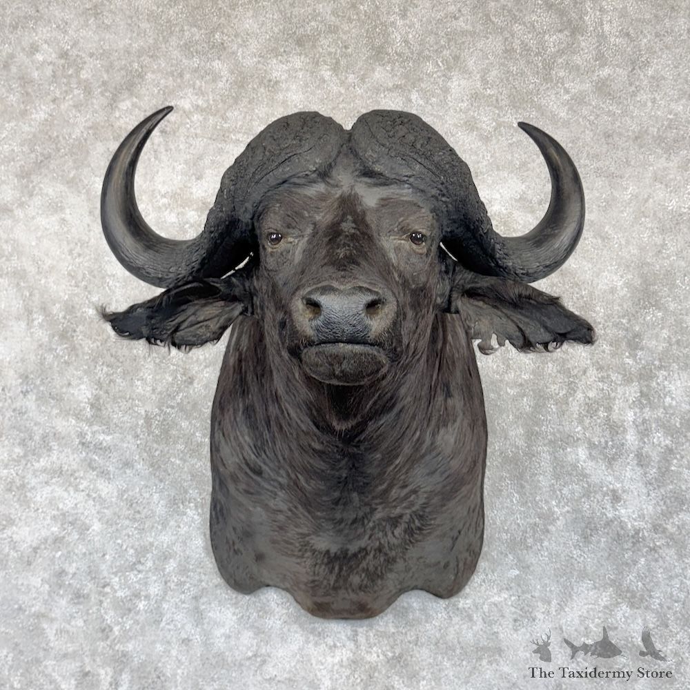 African Cape Buffalo Shoulder Mount For Sale #30291 @ The Taxidermy Store