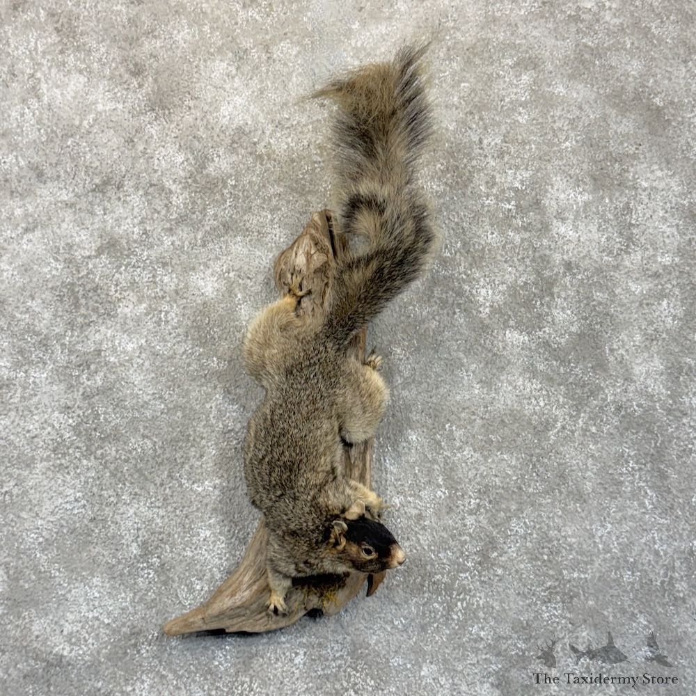 Shermans Fox Squirrel Life-Size Mount For Sale #30139 @ The Taxidermy Store