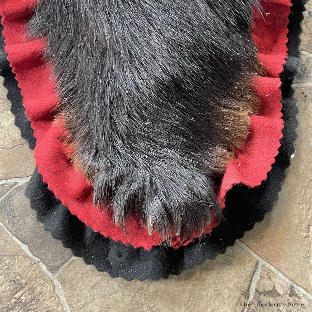 Black Bear Full-Size Rug For Sale #27848 @ The Taxidermy Store