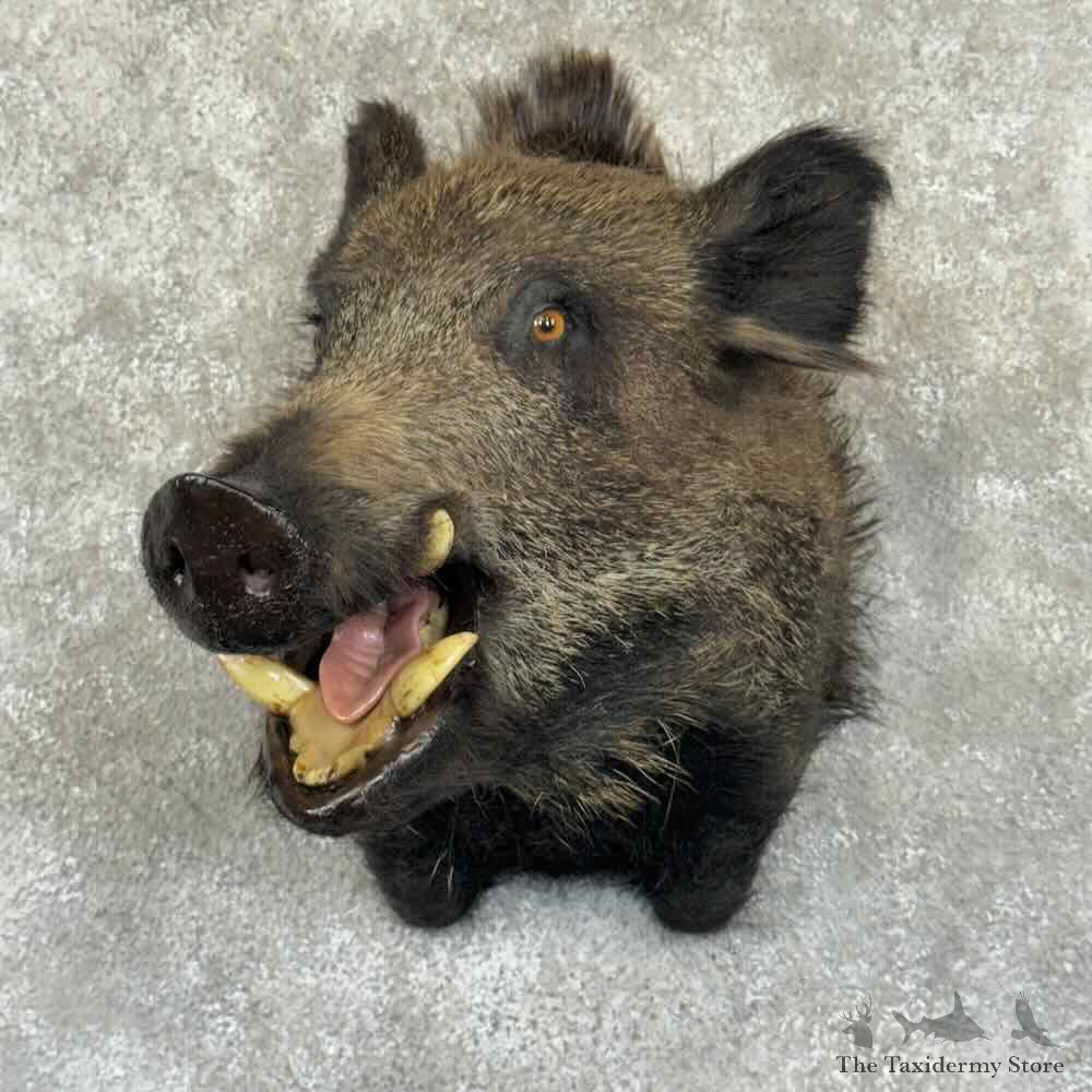 Wild Boar Shoulder Mount For Sale #30857 @ The Taxidermy Store
