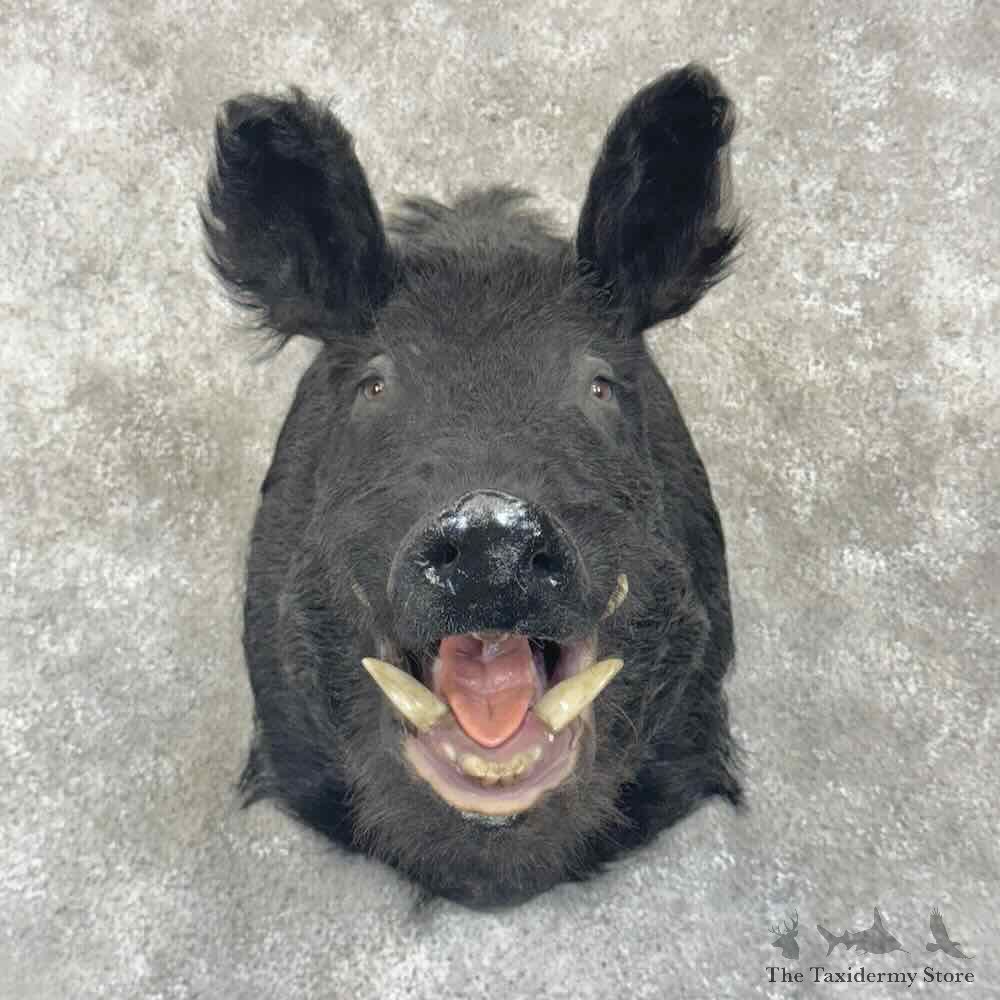 Wild Boar Shoulder Mount For Sale #30655 @ The Taxidermy Store