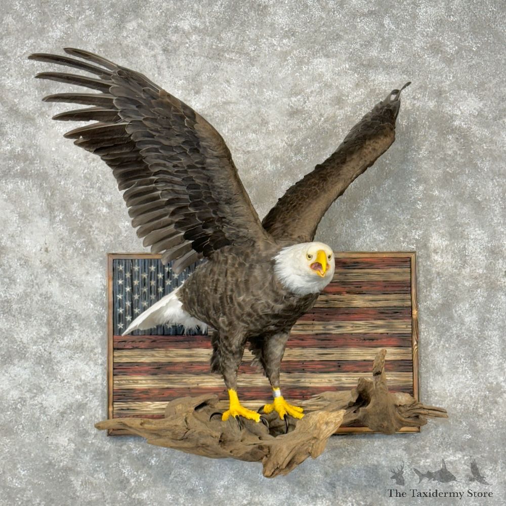 Reproduction Bald Eagle Bird Mount For Sale #29794 @ The Taxidermy Store