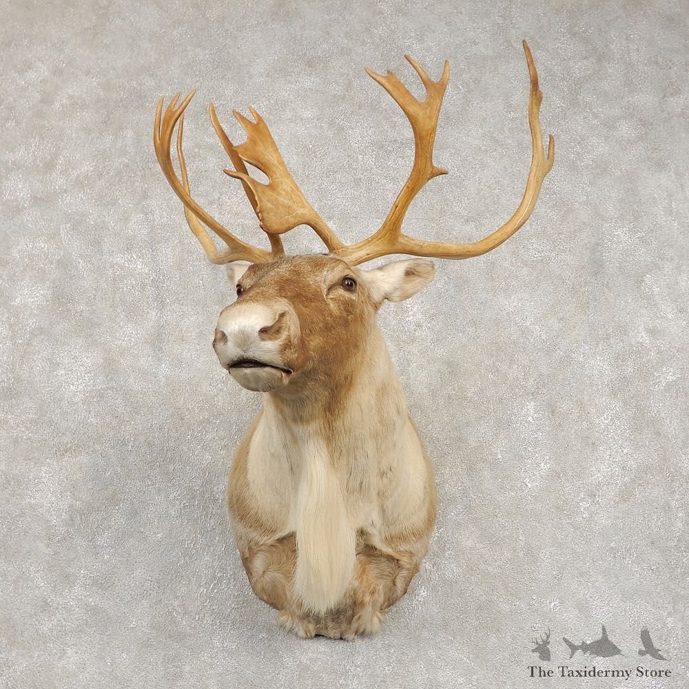 Barren Ground Caribou Shoulder Mount For Sale #21414 @ The Taxidermy Store
