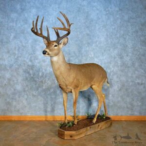 Whitetail Deer Life-Size Mount For Sale #15556 @ The Taxidermy Store
