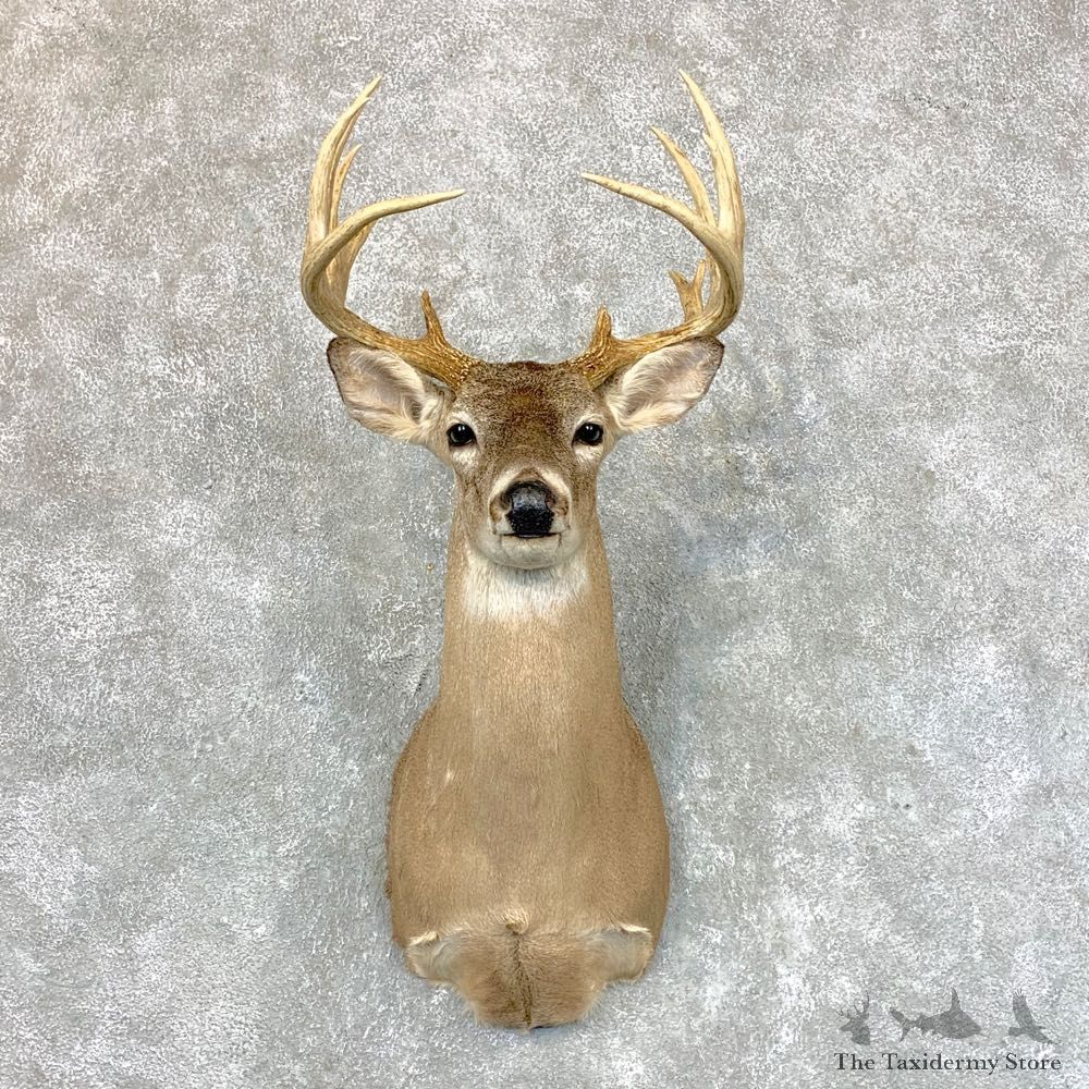 Whitetail Deer Shoulder Mount #23605 For Sale - The Taxidermy Store