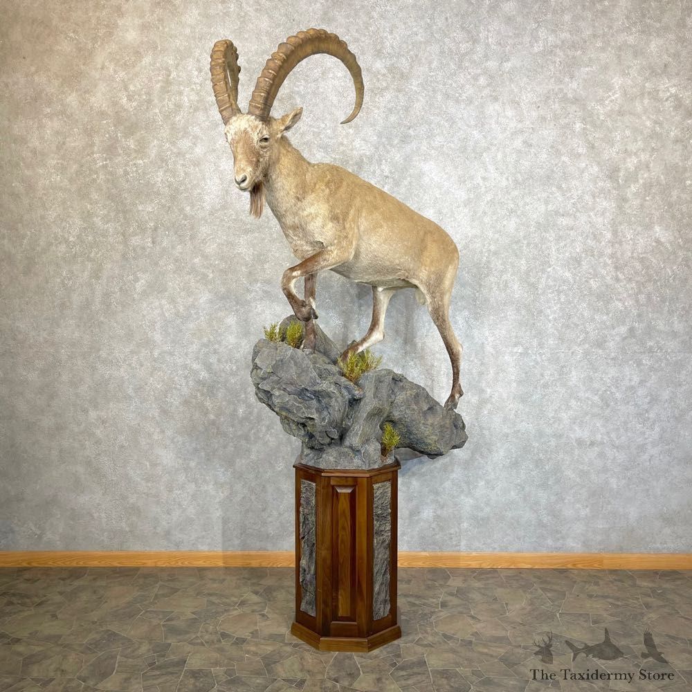Siberian Ibex Taxidermy Life-Size Mount #24478 For Sale @ The Taxidermy Store