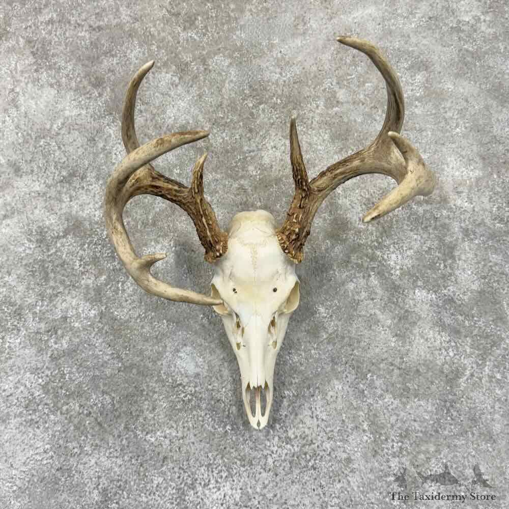 Whitetail Deer Skull European Mount For Sale #30911 @ The Taxidermy Store