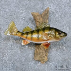 Perch Fish Mount For Sale #14343 @ The Taxidermy Store
