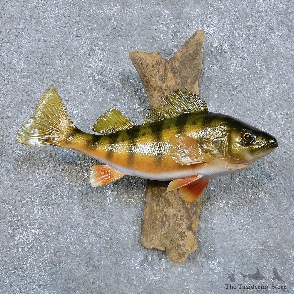 Perch Fish Mount For Sale #14343 @ The Taxidermy Store
