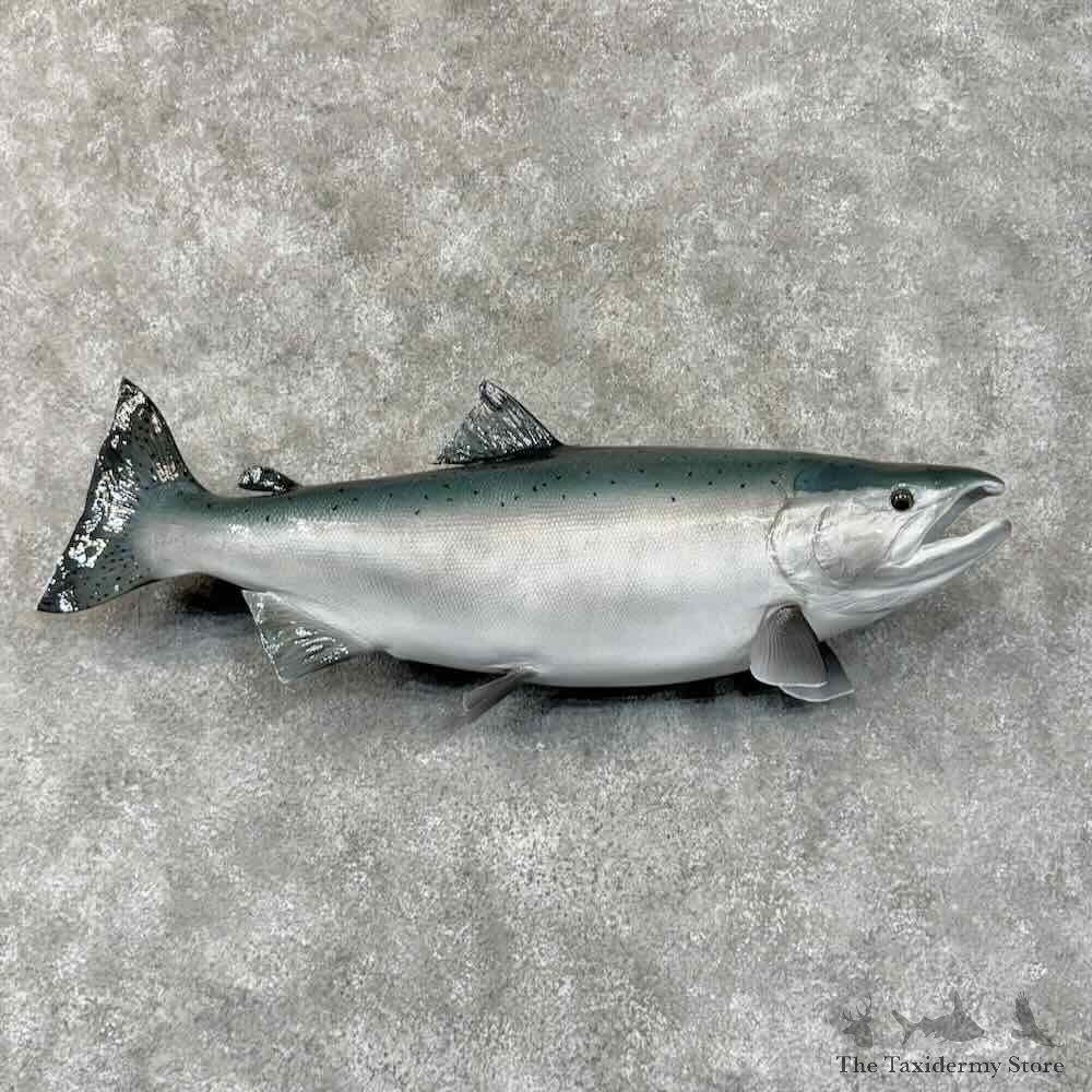 King Chinook Salmon Fish Mount For Sale #30446 @ The Taxidermy Store