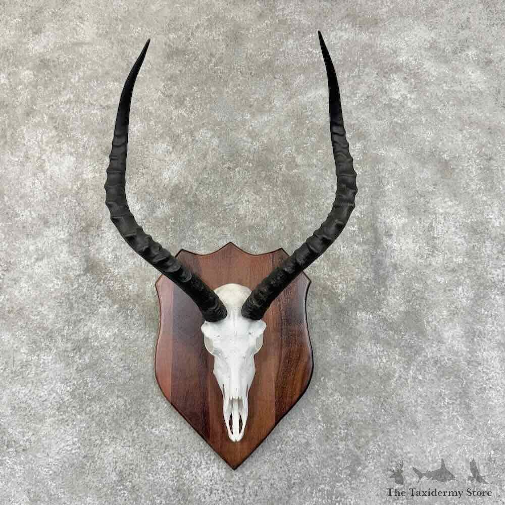 Impala Skull & Horn European Mount For Sale #30633 @ The Taxidermy Store