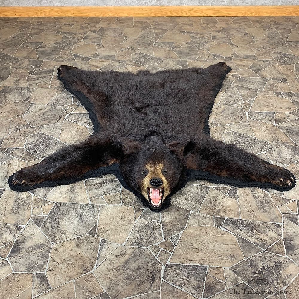 Black Bear Full-Size Rug For Sale #21173 @ The Taxidermy Store