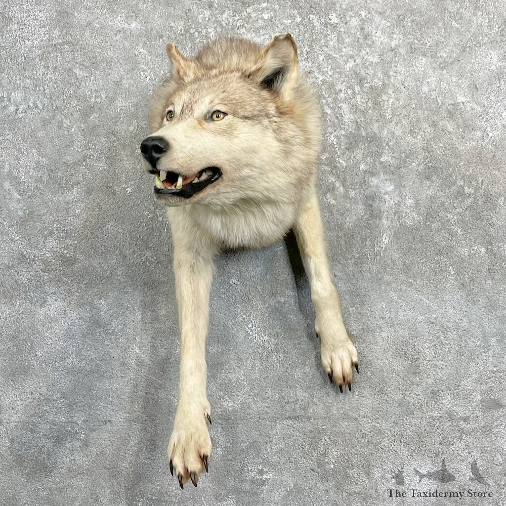 Alaskan Grey Wolf Half Life-Size Mount For Sale #27284 @ The Taxidermy Store
