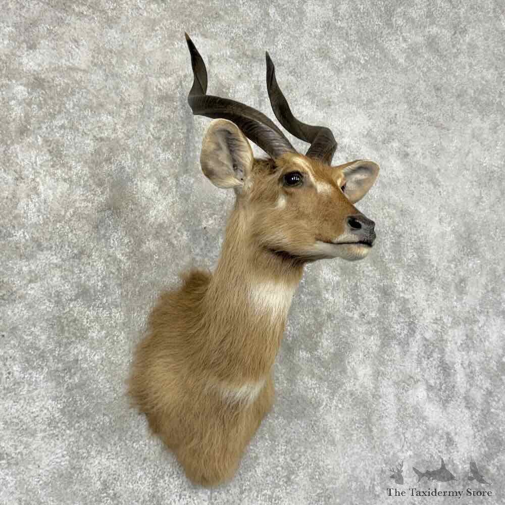 Zambezi Sitatunga Shoulder Mount For Sale #32011 @ The Taxidermy Store