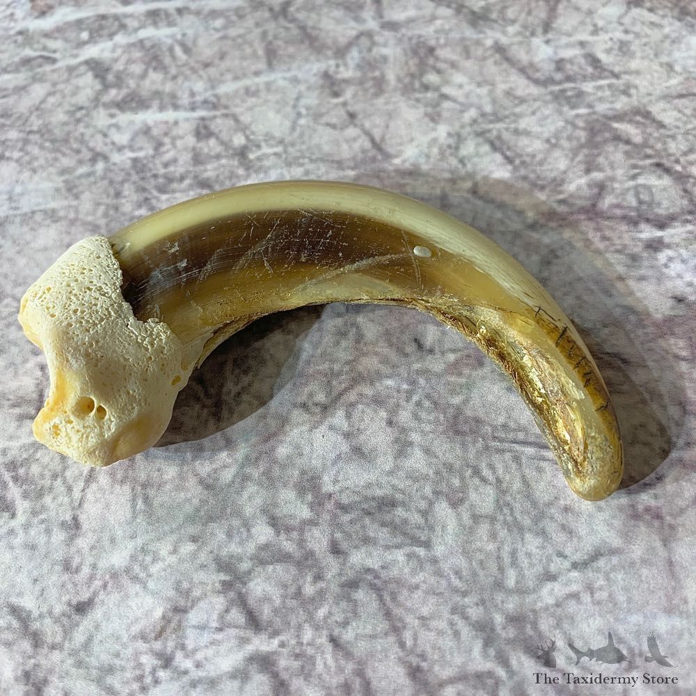 Grizzly Bear Claw For Sale #21879 @ The Taxidermy Store