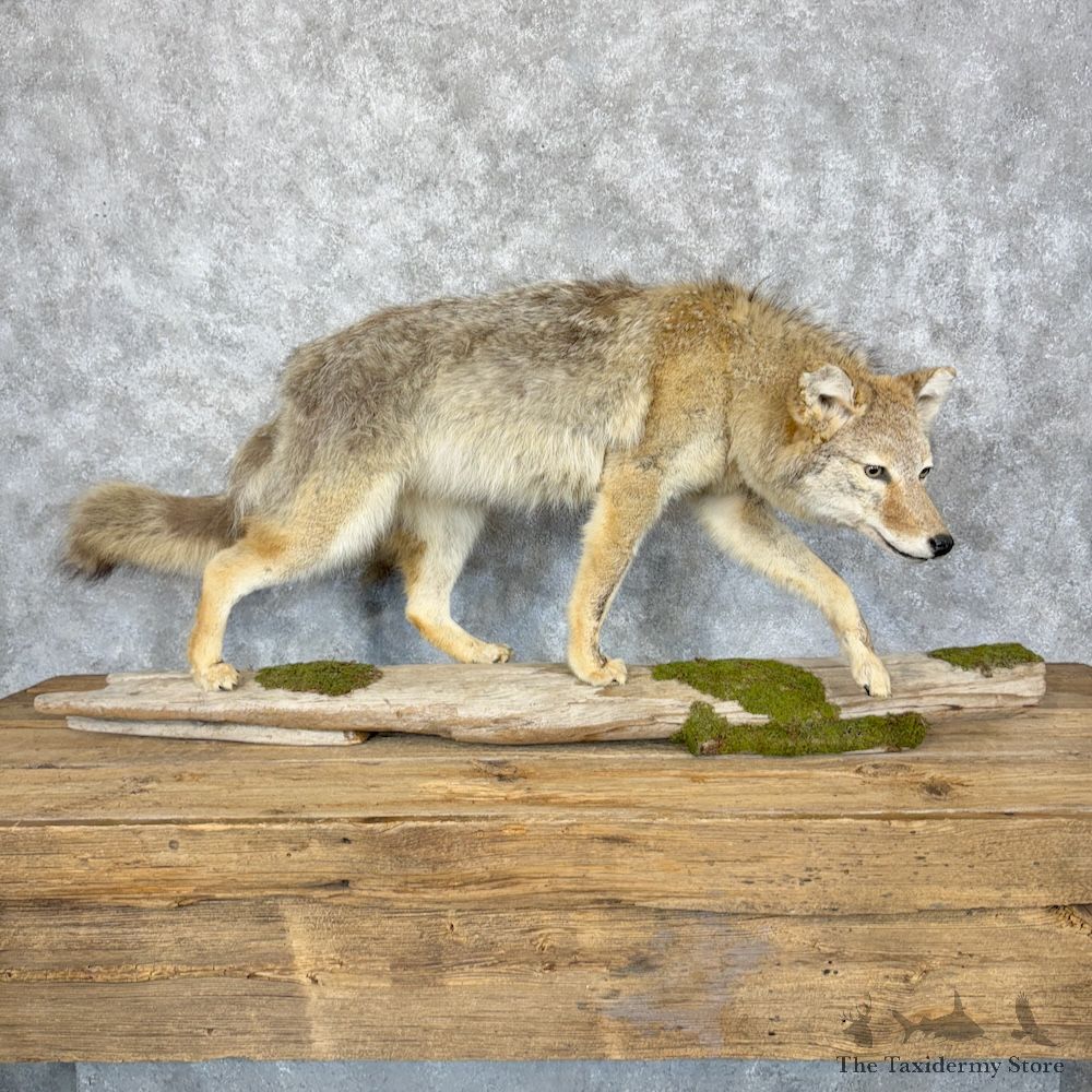 Coyote Life-Size Mount For Sale #29349 @ The Taxidermy Store