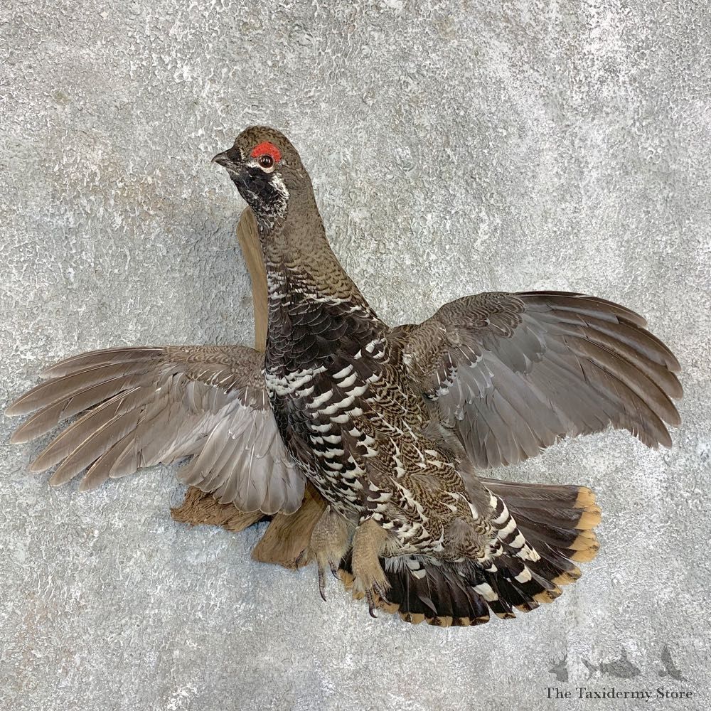 Spruce Grouse Taxidermy Mount For Sale #22076 @ The Taxidermy Store