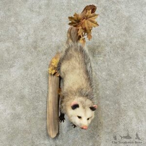 Wall-Hanging Opossum Mount For Sale #16181 @ The Taxidermy Store